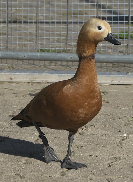 練質量
